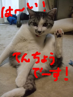 �ϡ���