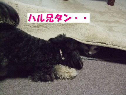 にいたん