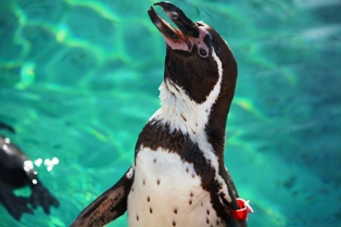 9釧路動物園 217
