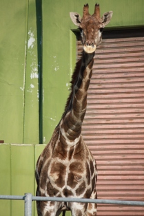9釧路動物園 195