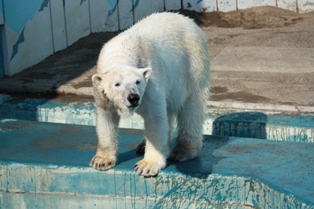 9釧路動物園 026