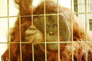 9釧路動物園 158