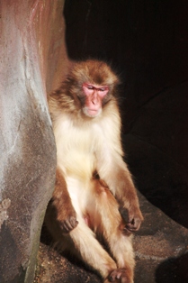 9釧路動物園 080