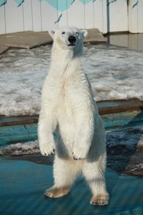 9釧路動物園 176