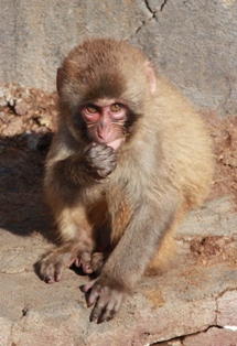 9釧路動物園 142