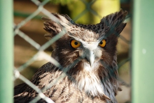 9釧路動物園 118