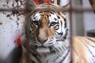 9釧路動物園 038