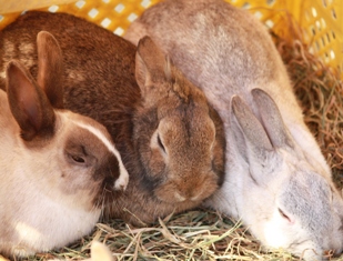 9釧路動物園 270