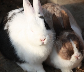 9釧路動物園 266