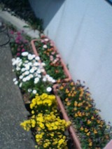 我が家の花々 我が家の花々