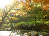 大門川モミジ(せ)