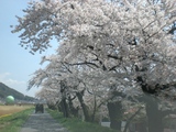 桜並木
