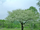 小梨