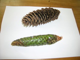 ドイツトウヒ