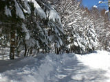 樹氷2