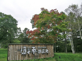 紅葉