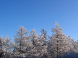 樹氷