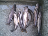釣果