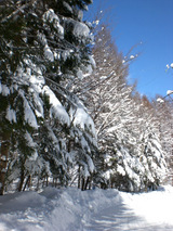 樹氷