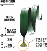 ガニシア