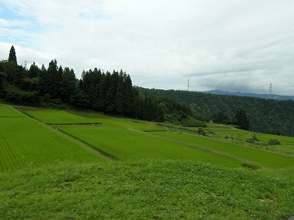 田んぼ