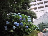 聖路加ガーデンのあじさい