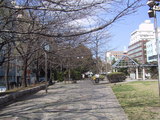 築地川公園の桜