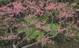 八重岳の桜-5