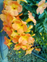 6029f042.JPG