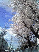 cherry 01APR