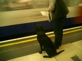 tube02dog
