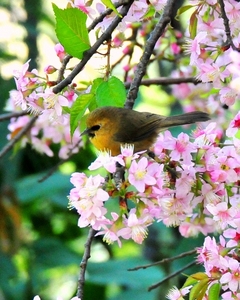 Black-chinned Babbler  14cm