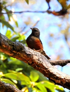 Alpine Accentor  16cm