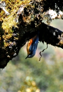 Chestnut-bellied Nuthatch 12cm