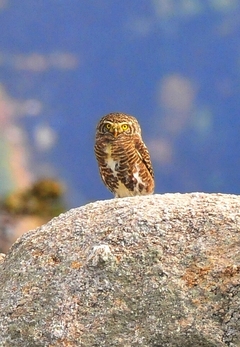 Collared Owlet (Collared Pygmy Owl) 16cm