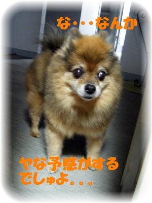 目をあわせちゃ危険でしゅ。。。