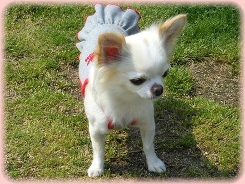 りんちゃんはココで、ゆずちゃんを見守ってましゅ〜