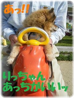 あっ!!コアラさんだっ!!