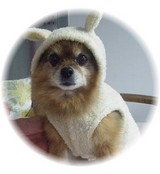 ひつじりっちゃんです^^