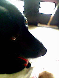 oliver