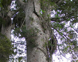 kauri