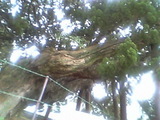 sinpaku2