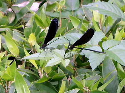 hagurotonbo1