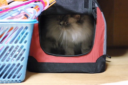 cat02
