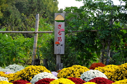 daiyuutyou6