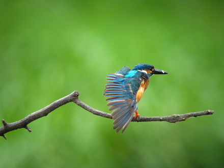 ���糧��13