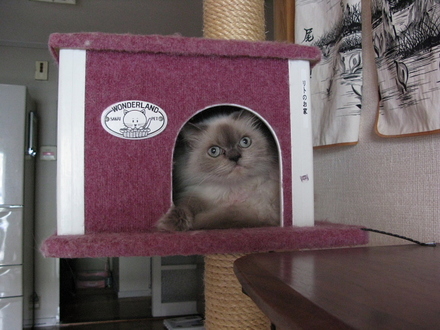 cat9