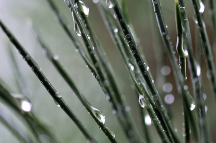 Macro4