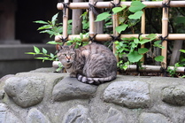 Hiratuka07