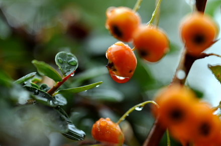 Macro8